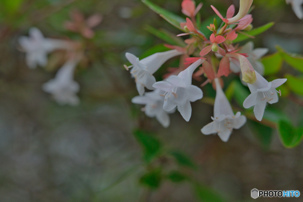 2020-08-08_近くの公園(1)