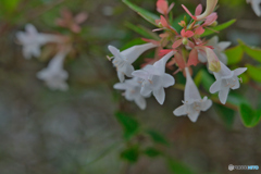 2020-08-08_近くの公園(1)