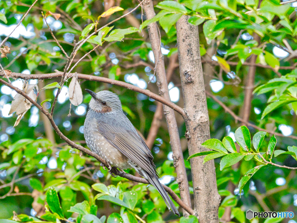 2020-12-19_栃木県中央公園(5)