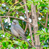 2020-12-19_栃木県中央公園(5)