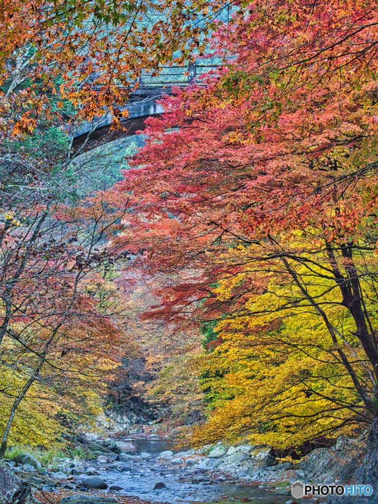 2020-11-15_大芦渓谷(3)