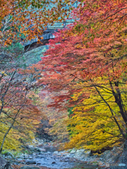 2020-11-15_大芦渓谷(3)