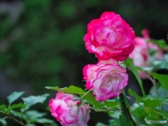 2021-05-25_公園散歩-2