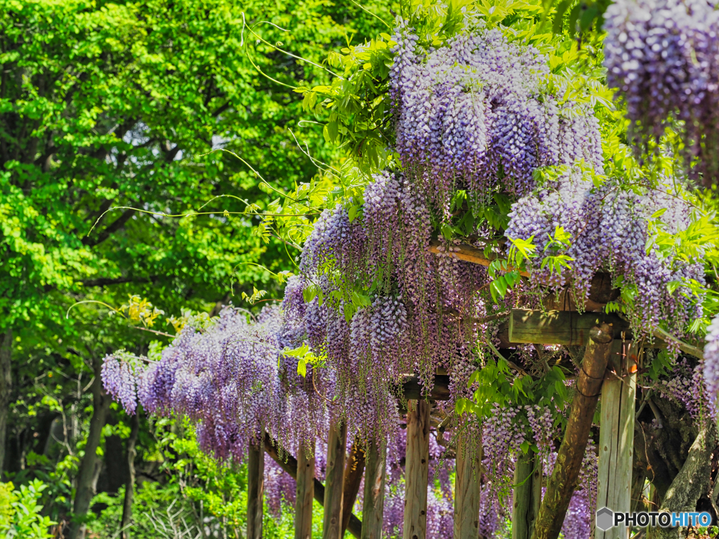 2021-05-08_御薬園-1