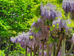 2021-05-08_御薬園-1