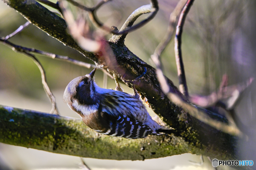 2022-12-29_栃木県 井頭公園-6