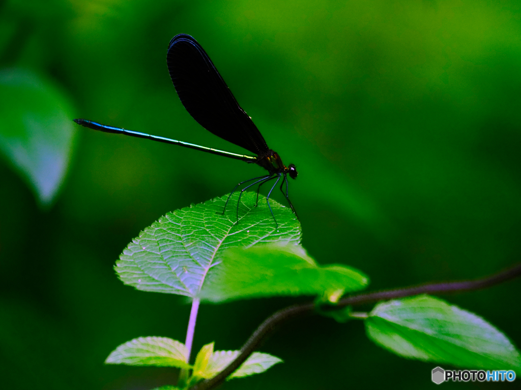 2021-07-16_近くの公園-3
