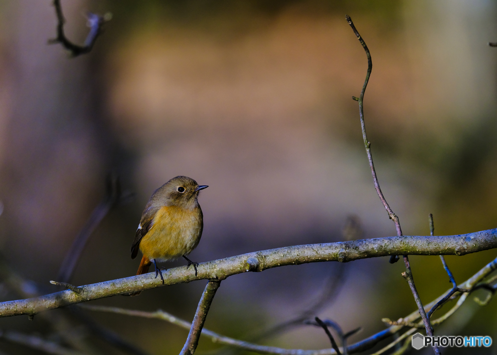2022-12-18_栃木県 井頭公園-1