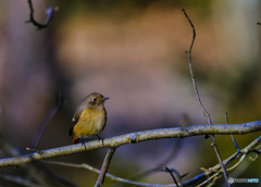 2022-12-18_栃木県 井頭公園-1