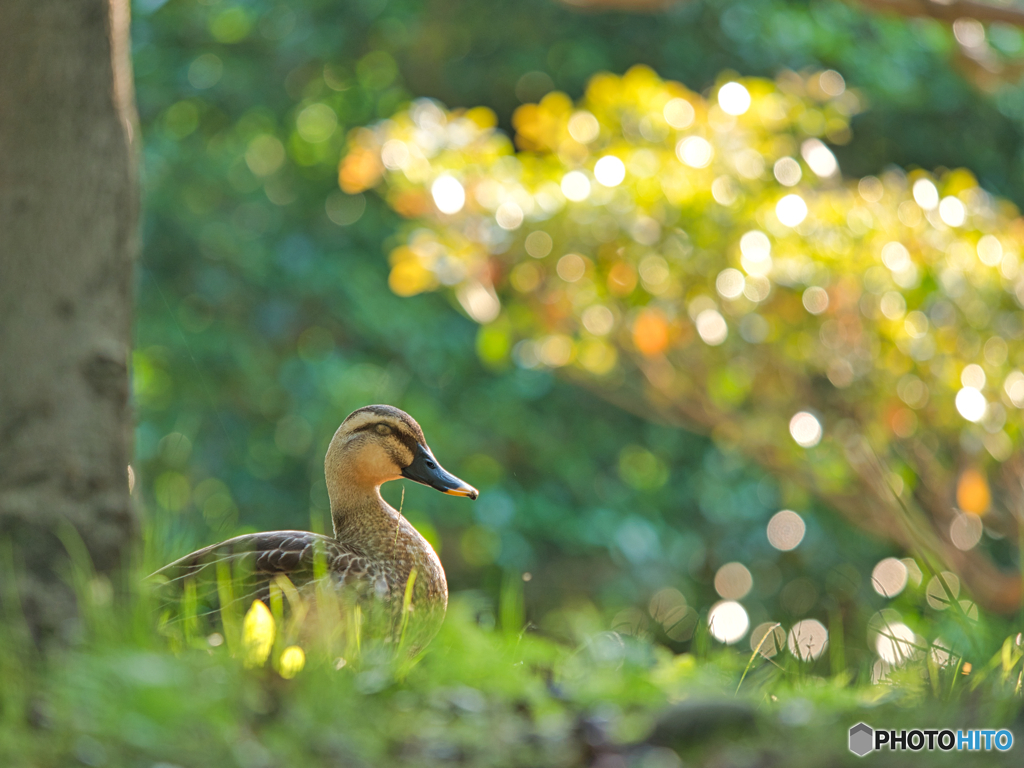 2021-06-08_朝散歩-5