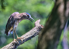 2023-07-16_栃木県井頭公園