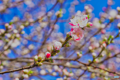 2021-04-02_高遠城址公園(3)