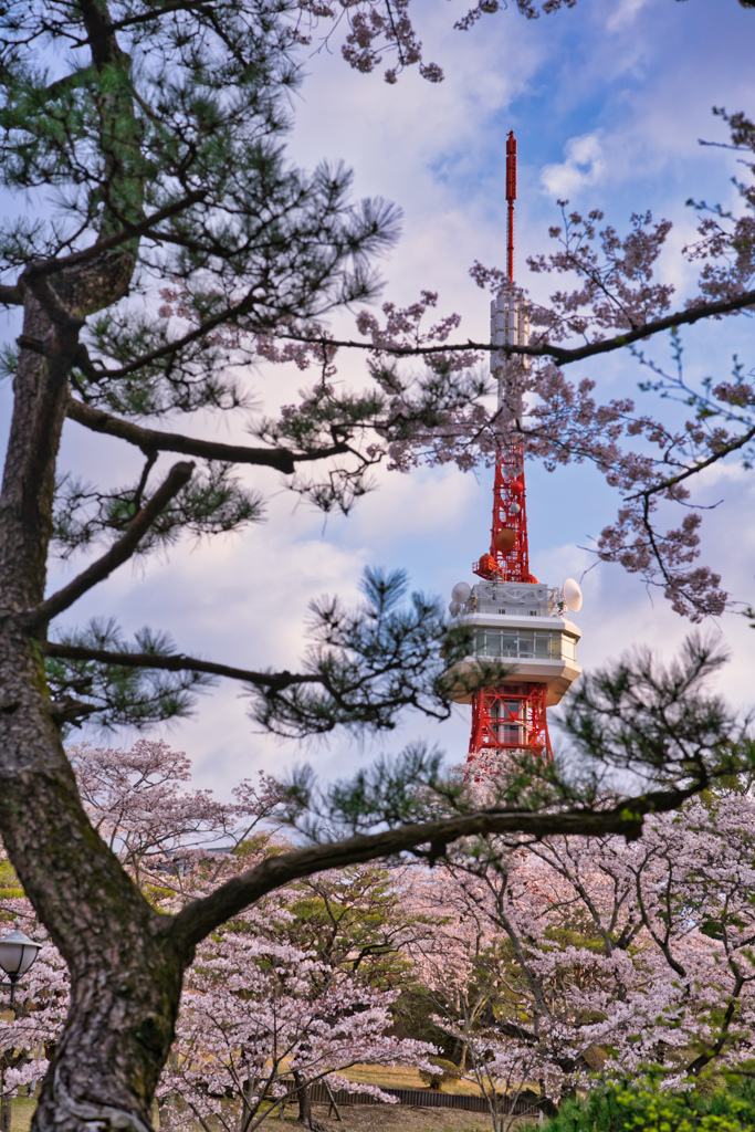 2020_宇都宮タワー＆桜(3)