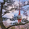 2020_宇都宮タワー＆桜(3)