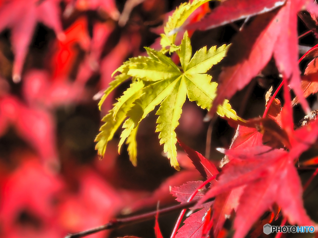 2021-11-13_霞ヶ城公園--4