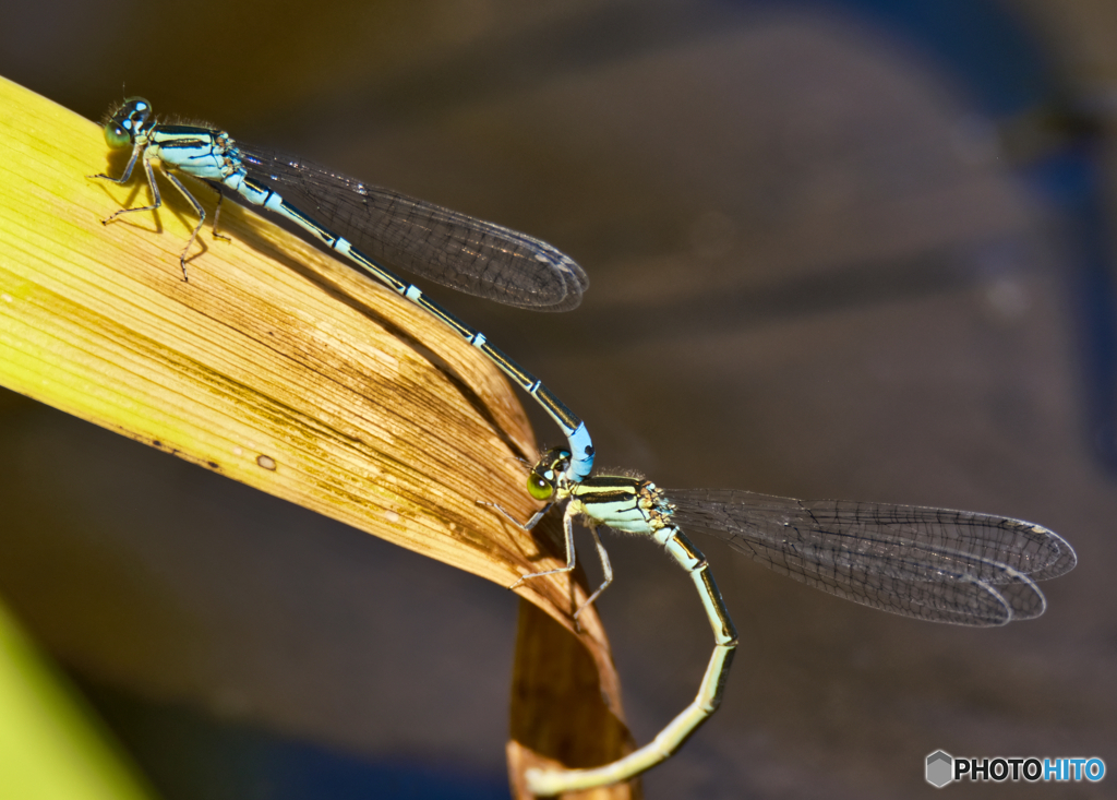 2022-06-04_猿沢の池-1