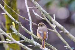 2022-12-24_栃木県 井頭公園-3