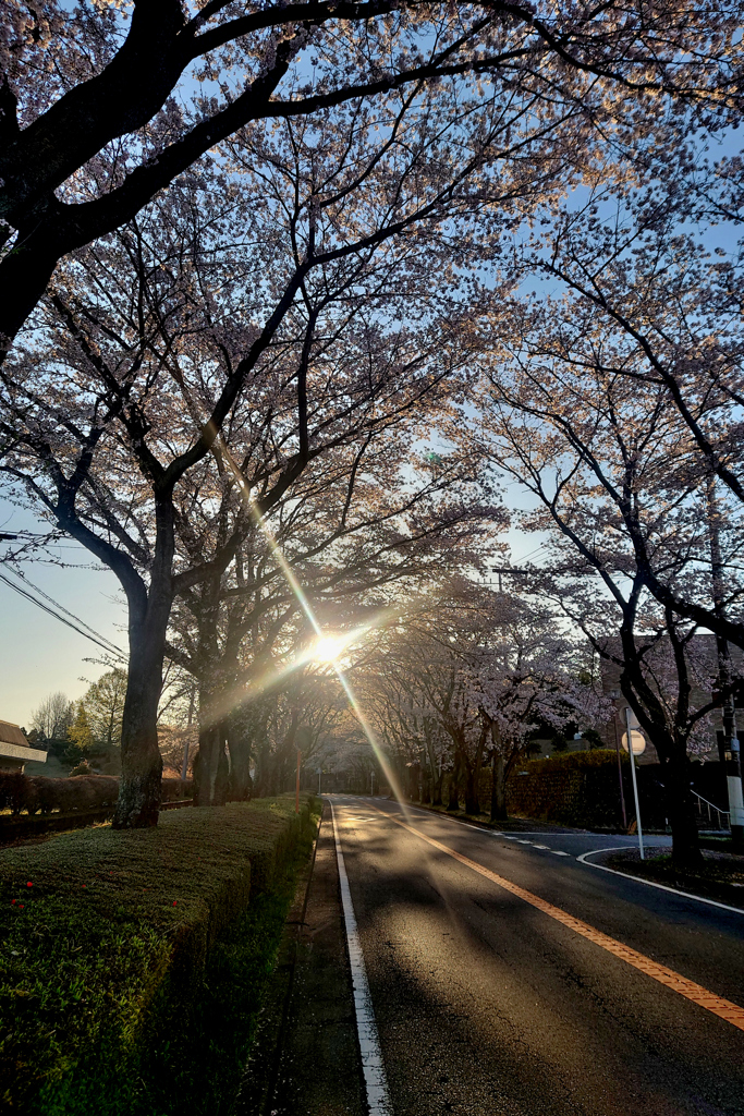 2024-04-10_栃木県農業試験場前桜並木-1