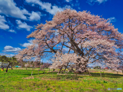2021-04-10_馬ノ墓の種蒔桜(福島県)