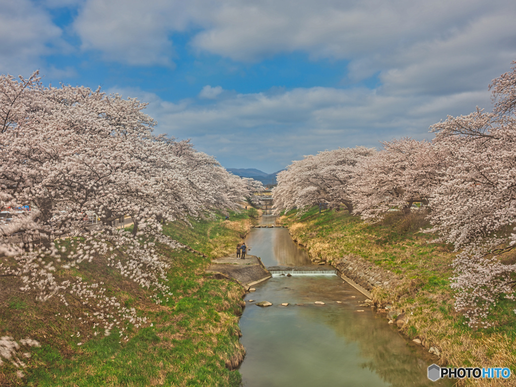 2021-04-03_藤田川ふれあい桜(5-1)