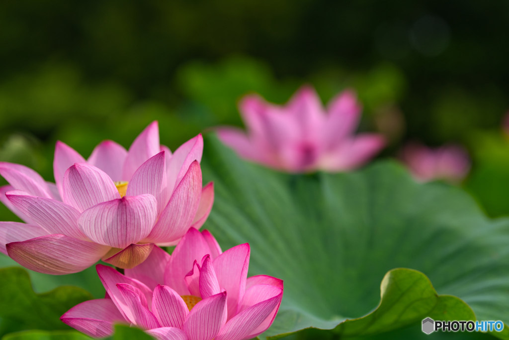 2020-06-27_古代蓮の里(1)