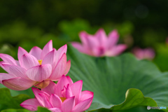 2020-06-27_古代蓮の里(1)