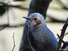 2021-11-14_栃木県井頭公園-1