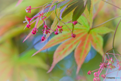 2021-04-17_栃木県中央公園-1