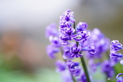 2021-03-28_散策(2)