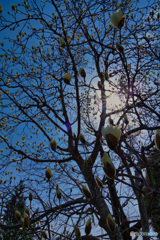 2023-03-12_近くの公園-2