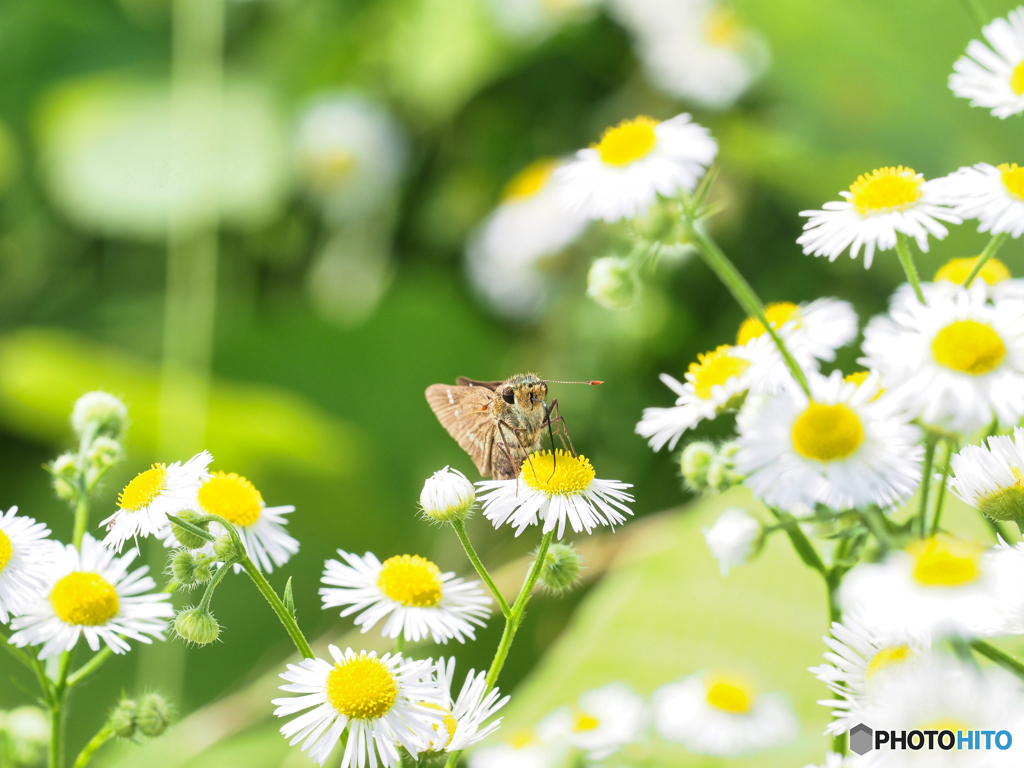 2021-06-20_霧降高原-3