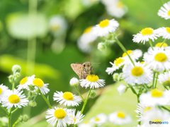 2021-06-20_霧降高原-3