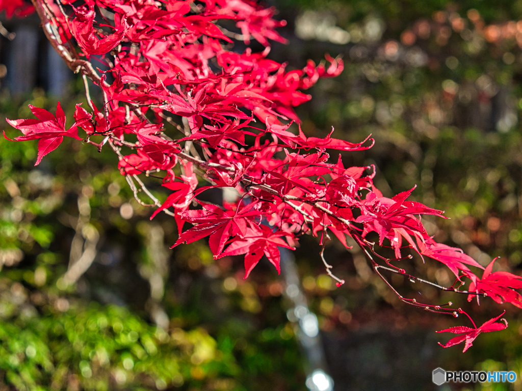 2020-11-15_古峯神社