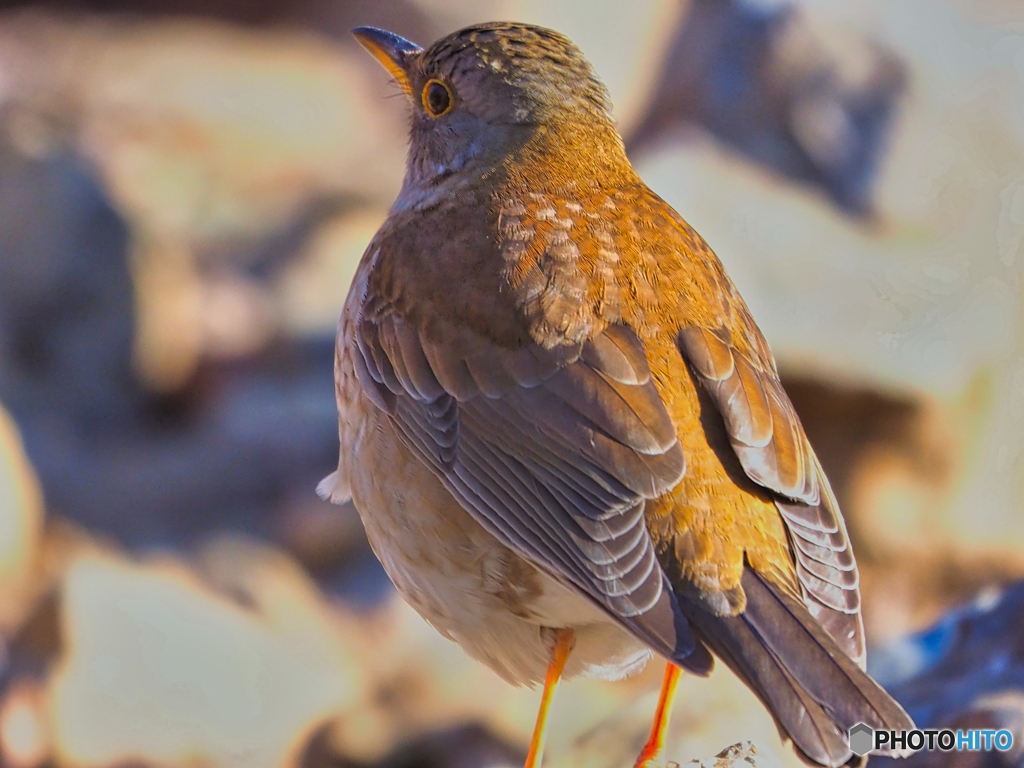 2021-01-31_野鳥(5)