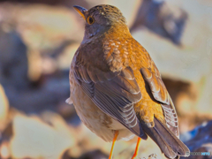 2021-01-31_野鳥(5)