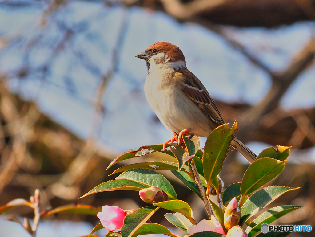 2021-02-13_野鳥(2)