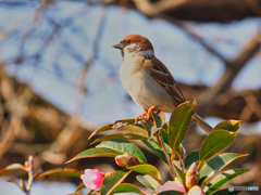 2021-02-13_野鳥(2)