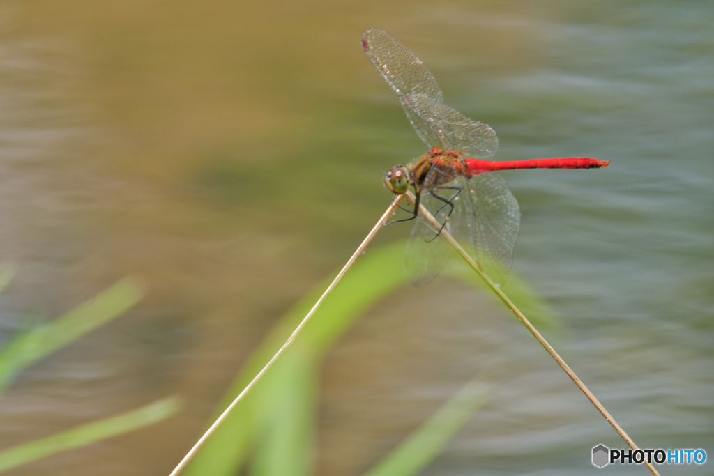 2020-08-13_赤とんぼ