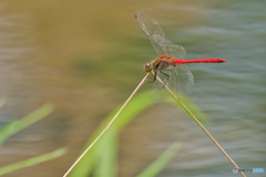 2020-08-13_赤とんぼ