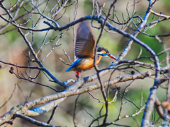 2021-12-11_栃木県井頭公園-1