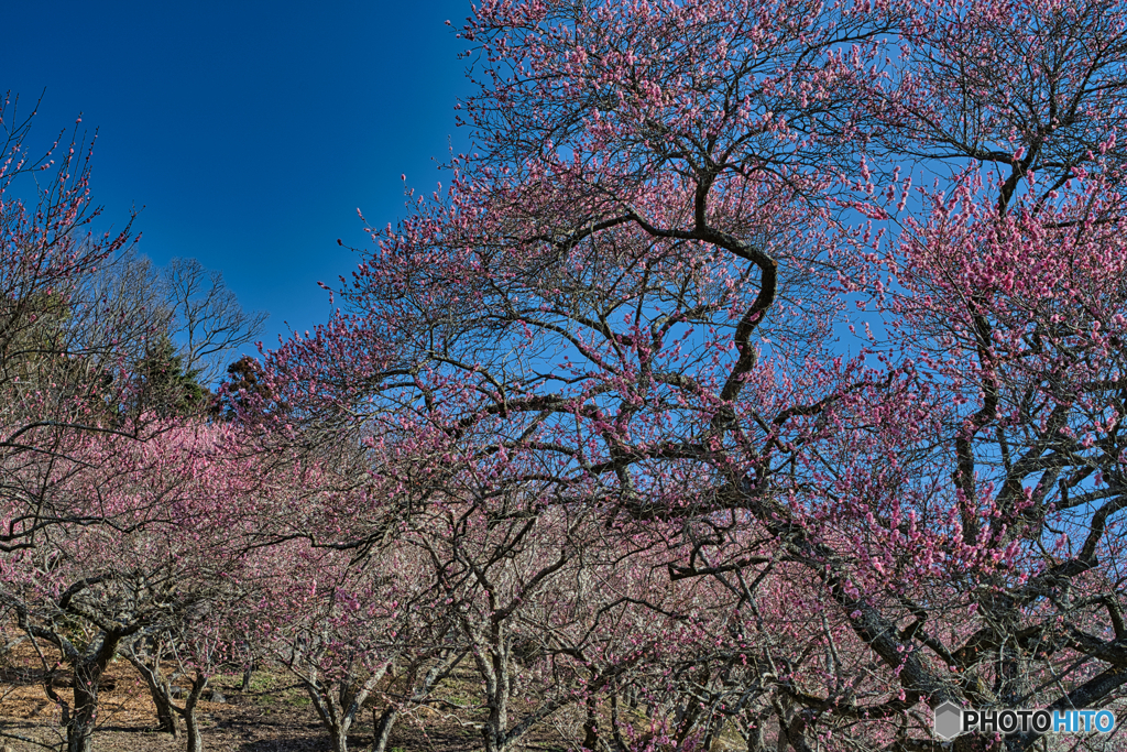 2021-02-28_筑波山梅林(2)