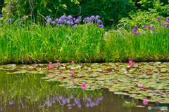 2020-06-21_白山神社付近道沿い(1)