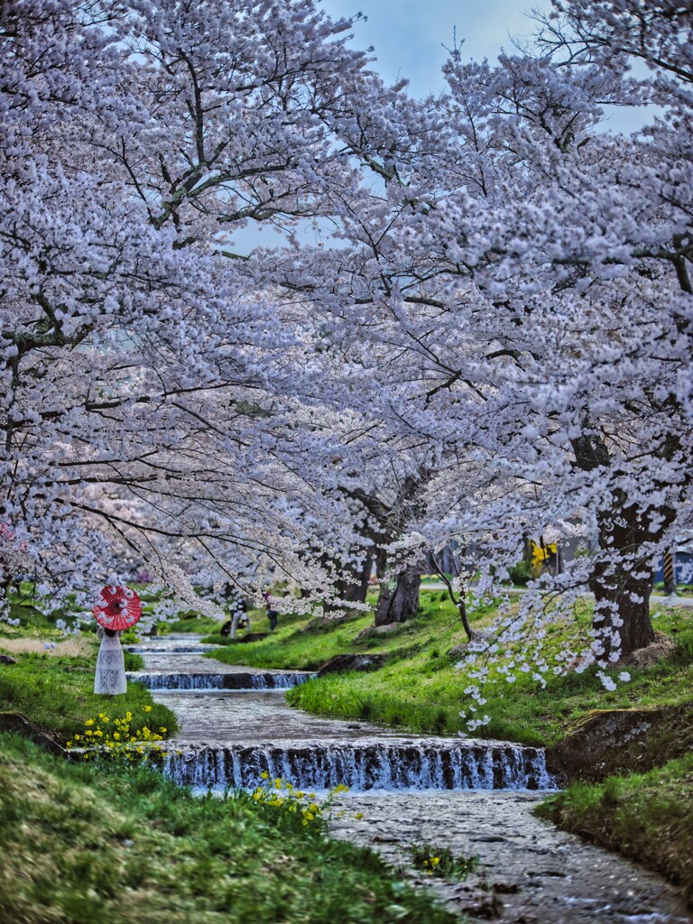 2024-04-20_観音寺川の桜並木-1