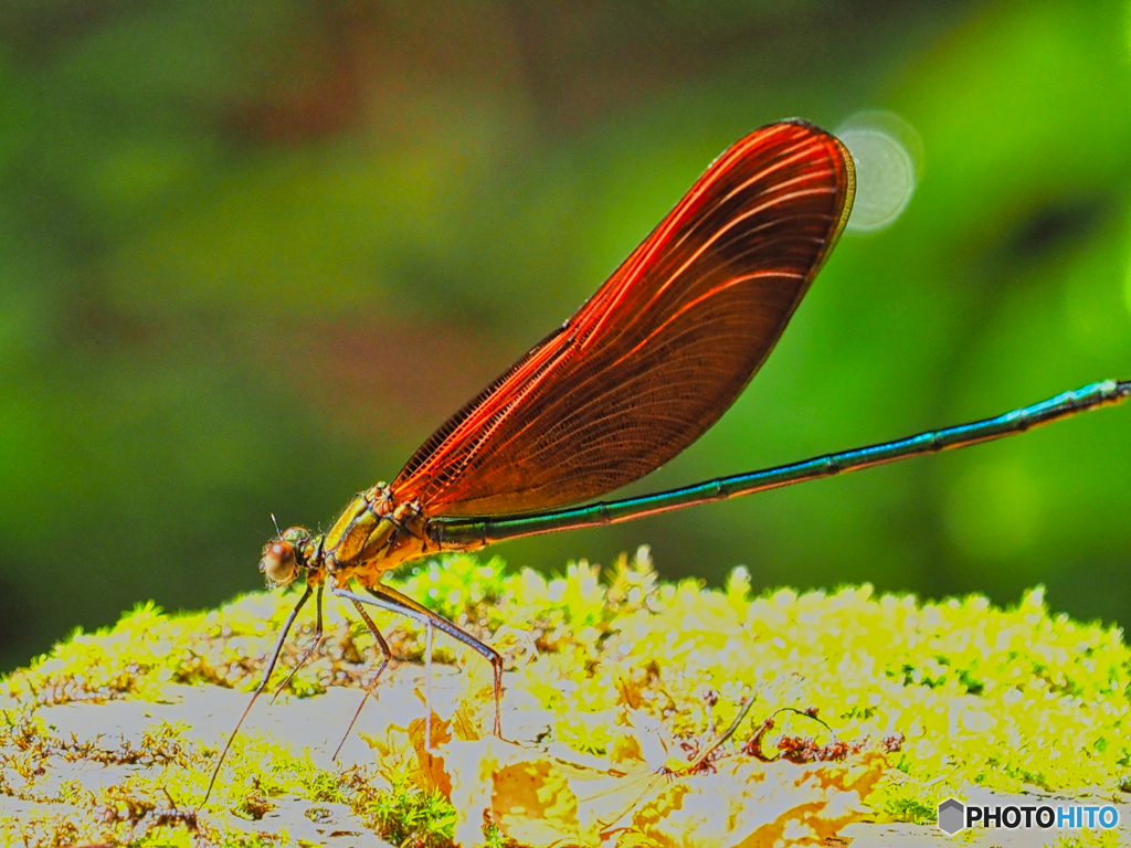 2021-07-10_日光市上三依水生植物園-4