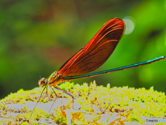 2021-07-10_日光市上三依水生植物園-4