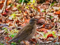 2021-01-05_栃木県中央公園(3)