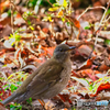 2021-01-05_栃木県中央公園(3)