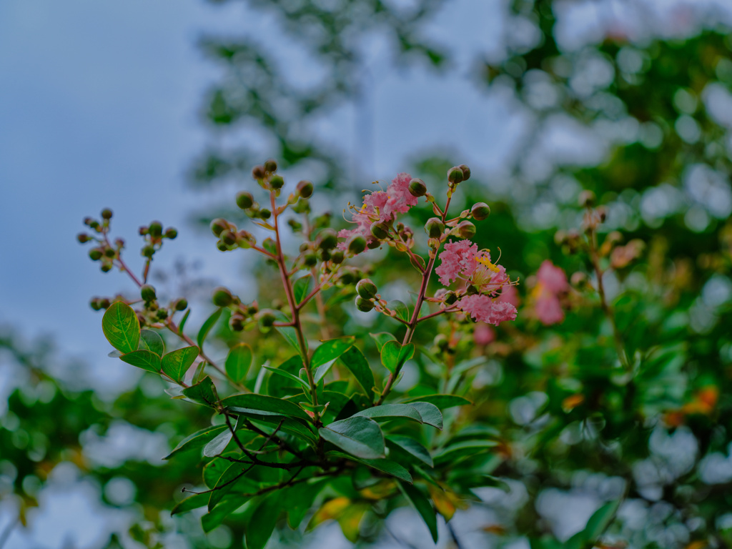 2021-08-12_井頭公園-1