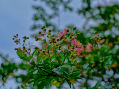 2021-08-12_井頭公園-1