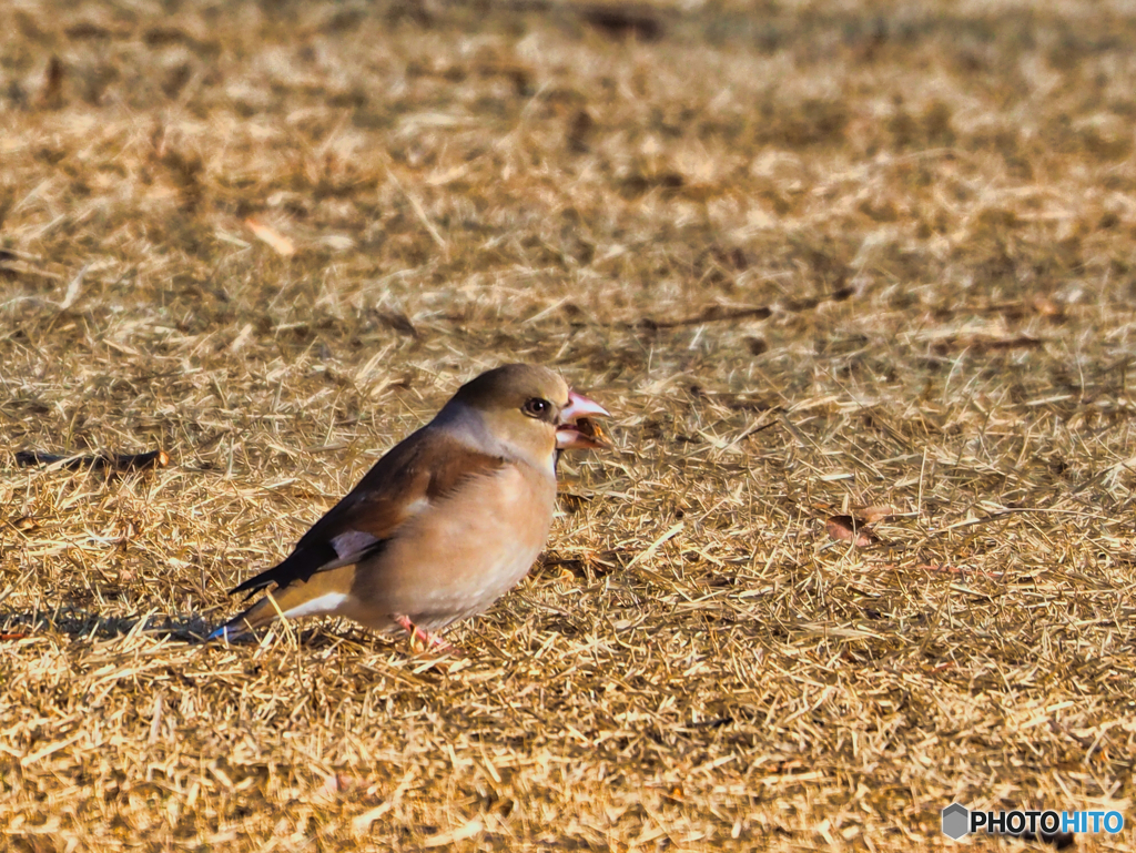 2021-03-07_野鳥(2)